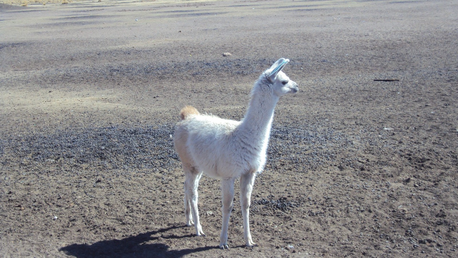 Distrito Rural